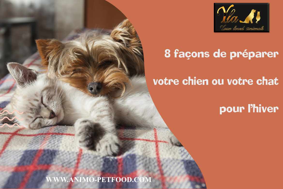  préparer votre chien ou votre chat pour l'hiver